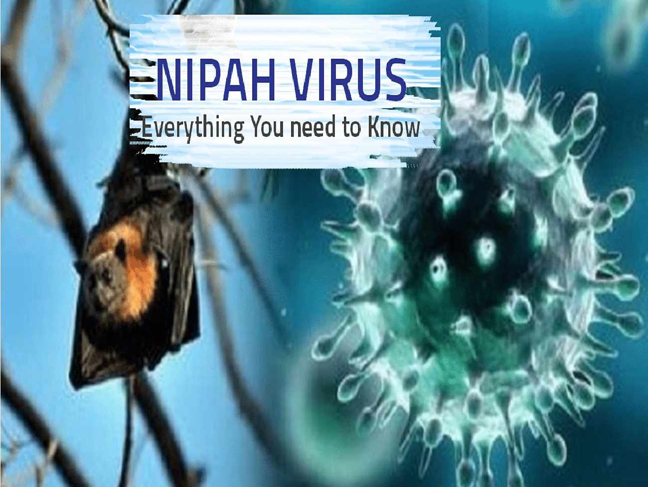 કેરળમાં Nipah Virus નો ડર ,બેના મોતથી લોકોમાં ભય