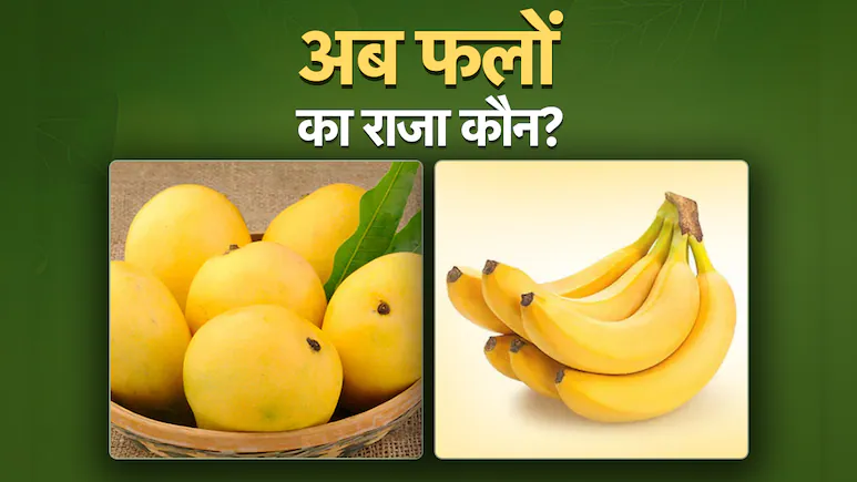 હવે ભારતમાં કેરી નથી, કેળા છે ફળોનો 'રાજા', જાણો કેમ?
