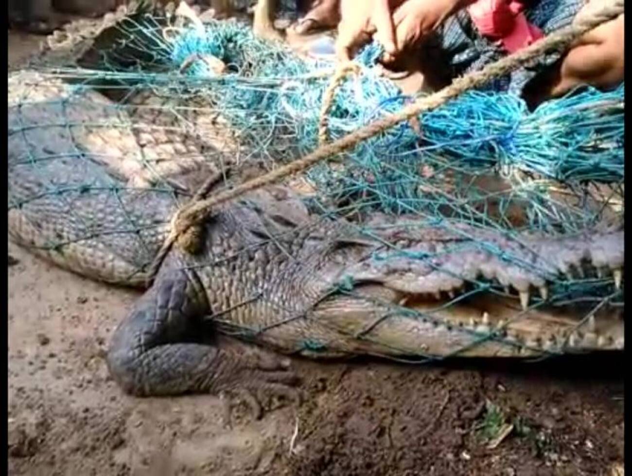 ધોળકાના ગાણોલ ગામે માછલીને બદલે જાળમાં એવું શું  ફસાયું ?, ગ્રામજનોમાં કુતૂહલ સાથે ભયનો માહોલ !