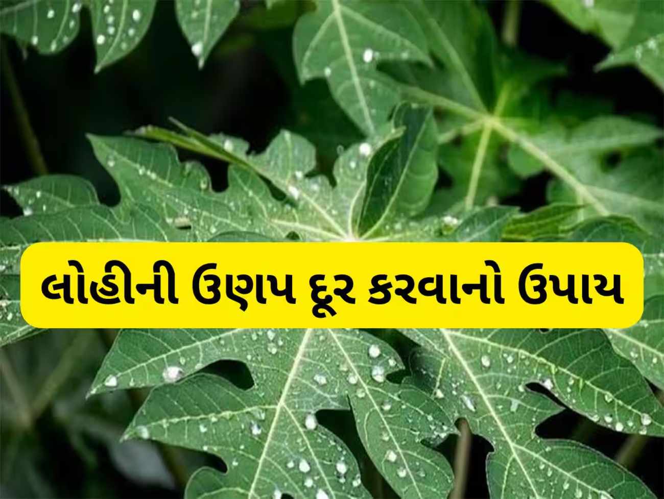 લોહી બનાવવાનું મશીન છે ફ્રીમાં મળતા આ 3 લીલા પાન, થોડા જ દિવસોમાં વધી જશે હિમોગ્લોબીન લેવલ