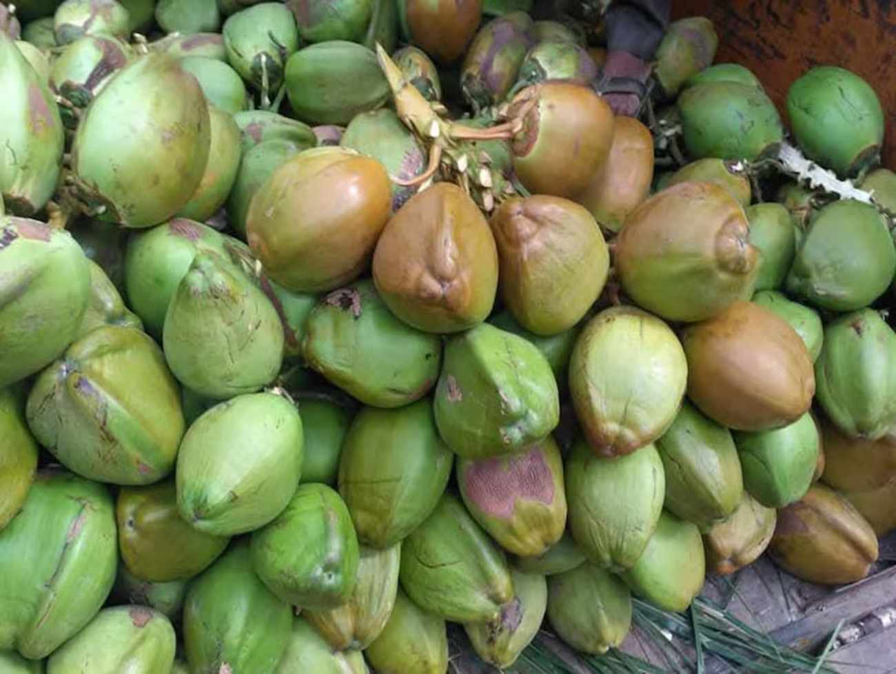 ગીર સોમનાથમાં લીલા નારિયેળનું ઉત્પાદન વધ્યું