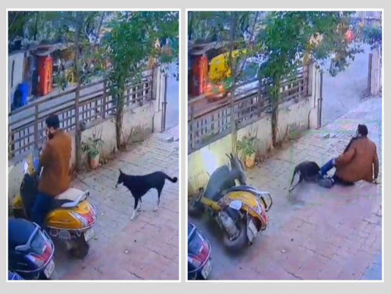 અમદાવાદમાં રખડતા શ્વાનનો ત્રાસ વધ્યો, 3.41 લાખ લોકોને કૂતરાં કરડ્યા