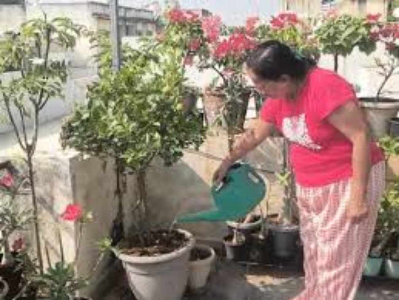 જૂનાગઢમાં 'ટેરેસ ગાર્ડનિંગ'નો ટ્રેન્ડ વધ્યો:રાસાયણિક ખોરાકથી ત્રસ્ત લોકોએ છત પર ઓર્ગેનિક ગાર્ડનિંગ શરૂ કર્યું,