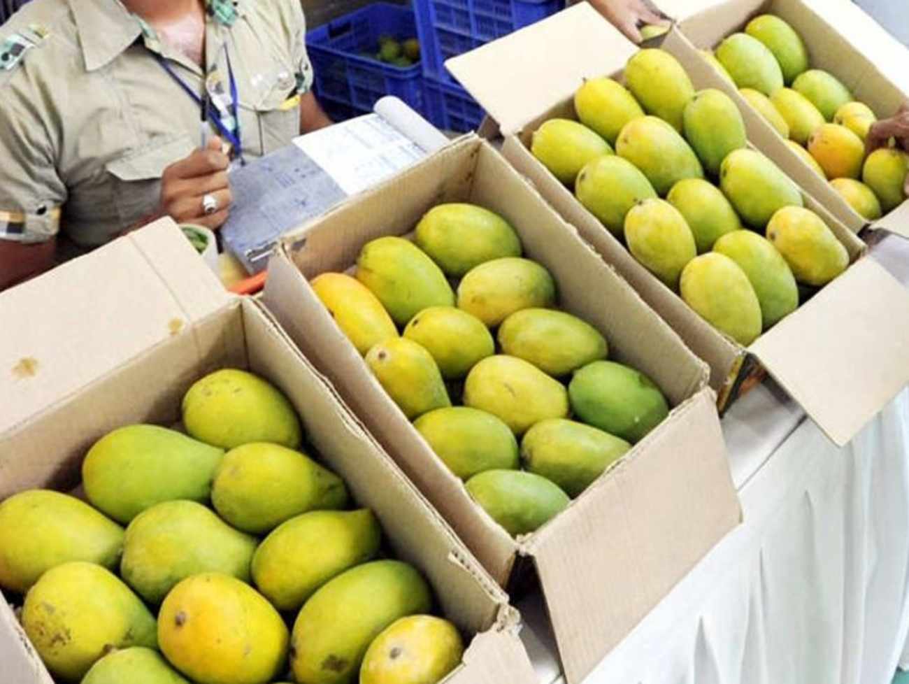 ભરશિયાળે ગુજરાતમાં કેસર કેરીનું આગમન! 10 કિલોના ભાવ જાણીને હોશ ઉડી જશે હો