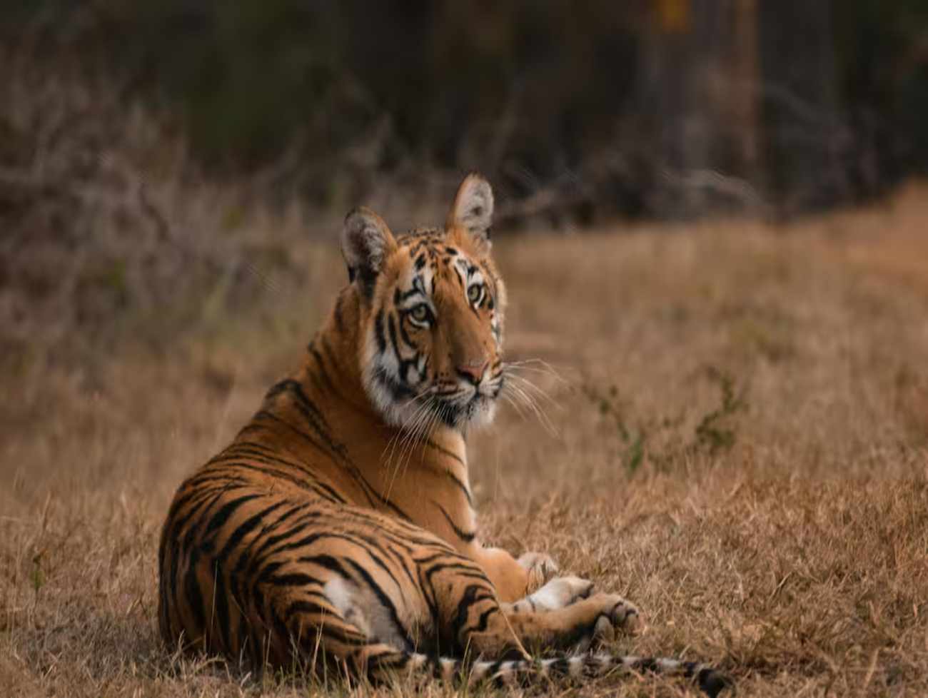 Gujarat: 33 વર્ષ બાદ ગુજરાત ફરી બન્યું 'ટાઇગર સ્ટેટ', હવે ફક્ત સિંહ જ નહીં વાઘ પણ કરશે ગર્જના