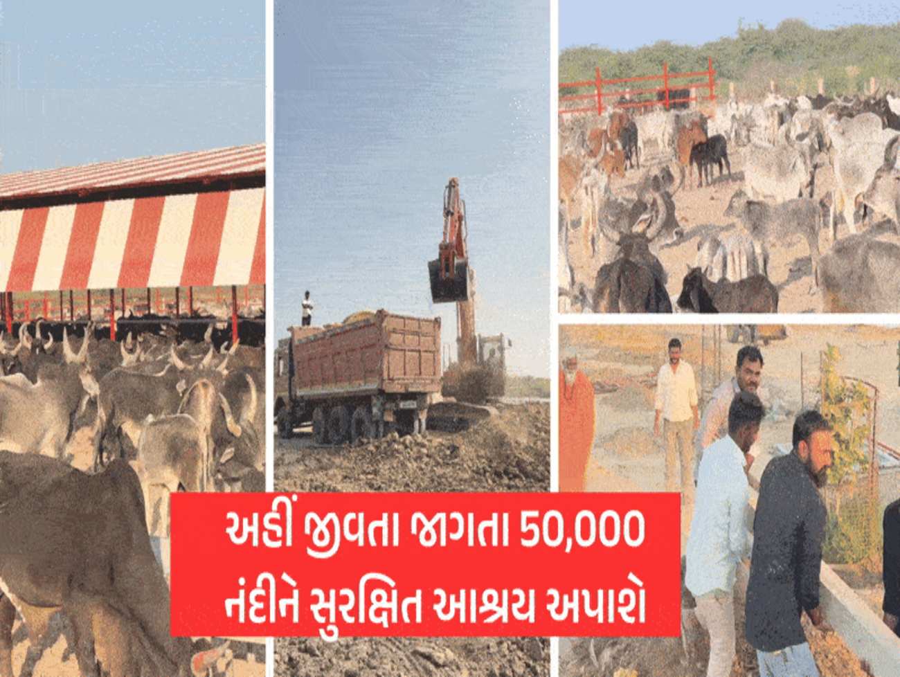 BIG NEWS -  વાવ થરાદમાં 800 એકરમાં આકાર લઈ રહ્યું છે 'ગૌ અભયારણ્ય', 50 હજાર ગૌવંશને મળશે આશ્રય