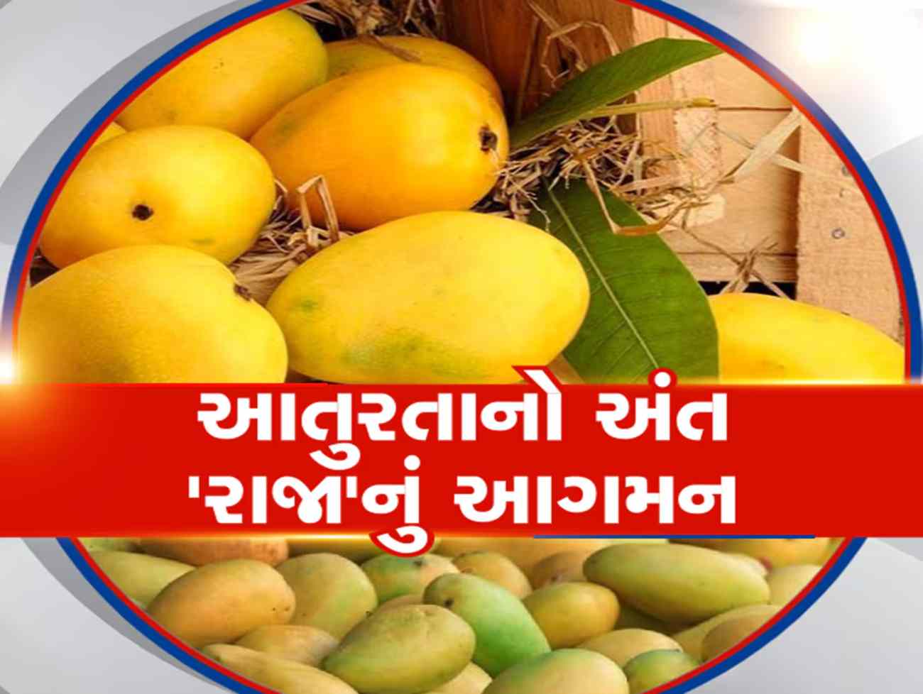 કેસર કેરીના રસિયાઓ તૈયાર થઈ જાવ! જૂનાગઢ માર્કેટ યાર્ડમાં સિઝનનો પ્રારંભ; જાણો ભાવ