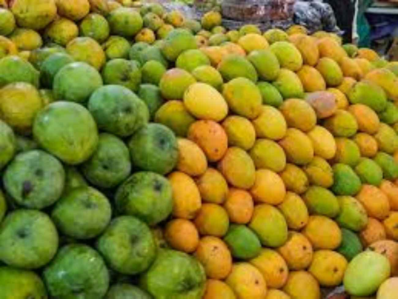 રાજસ્થાનમાં વર્ષે ત્રણ વખત પાકે તેવી 'સદાબહાર' કેરીનું ઉત્પાદન