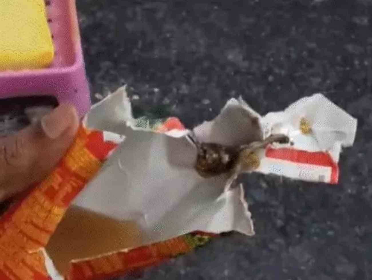 જ્યુસનું ટેટ્રાપેક ખોલ્યું તો ડોક્ટર ચોંકી ઉઠ્યા:9 ઈંચના બોક્સમાંથી 2 ઈંચ લાંબુ જીવડું નીકળ્યું;