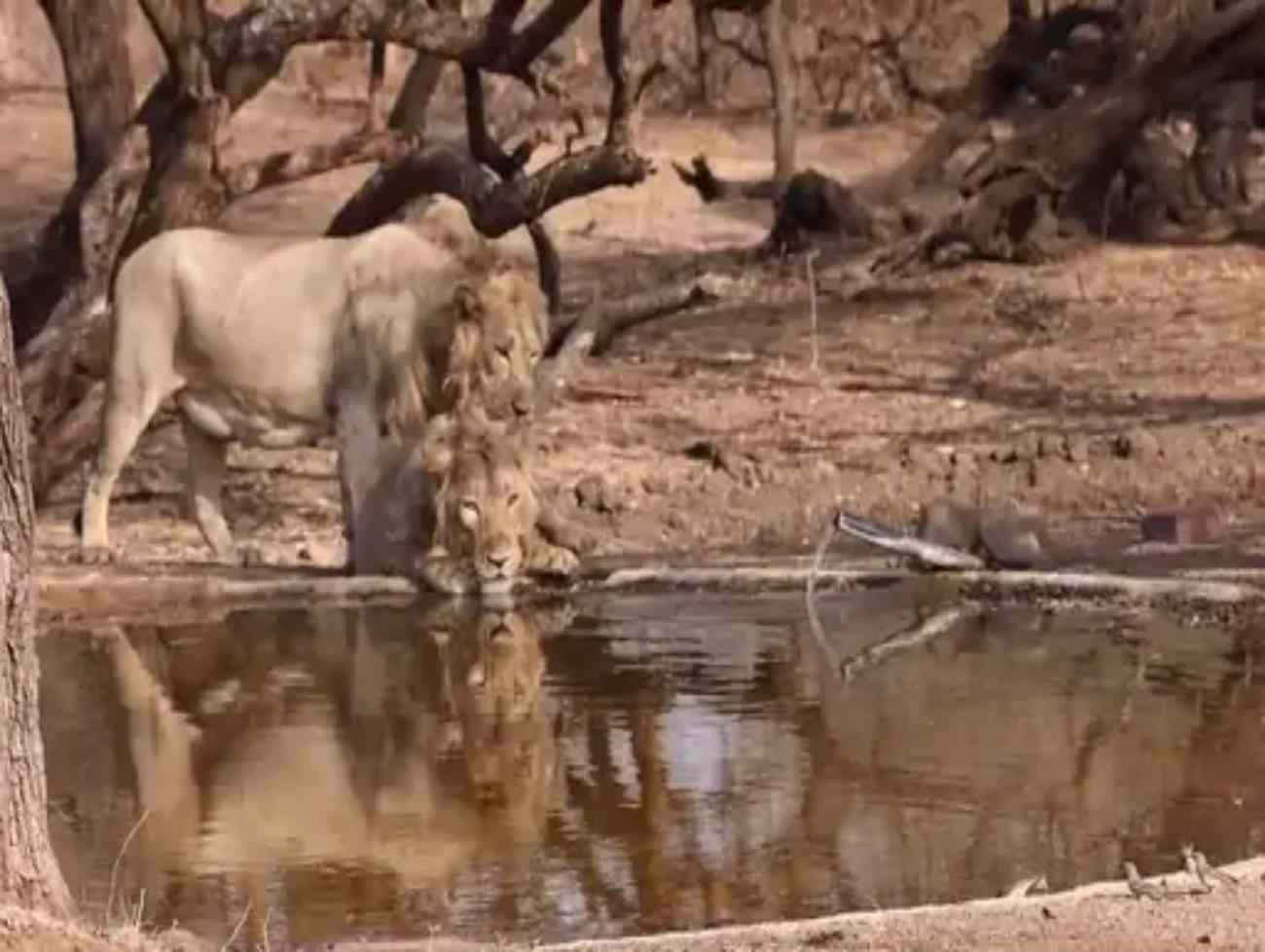 ગિરનાર અભયારણ્યમાં વન્યજીવો માટે વન વિભાગની પીવાના પાણીની વ્યવસ્થા