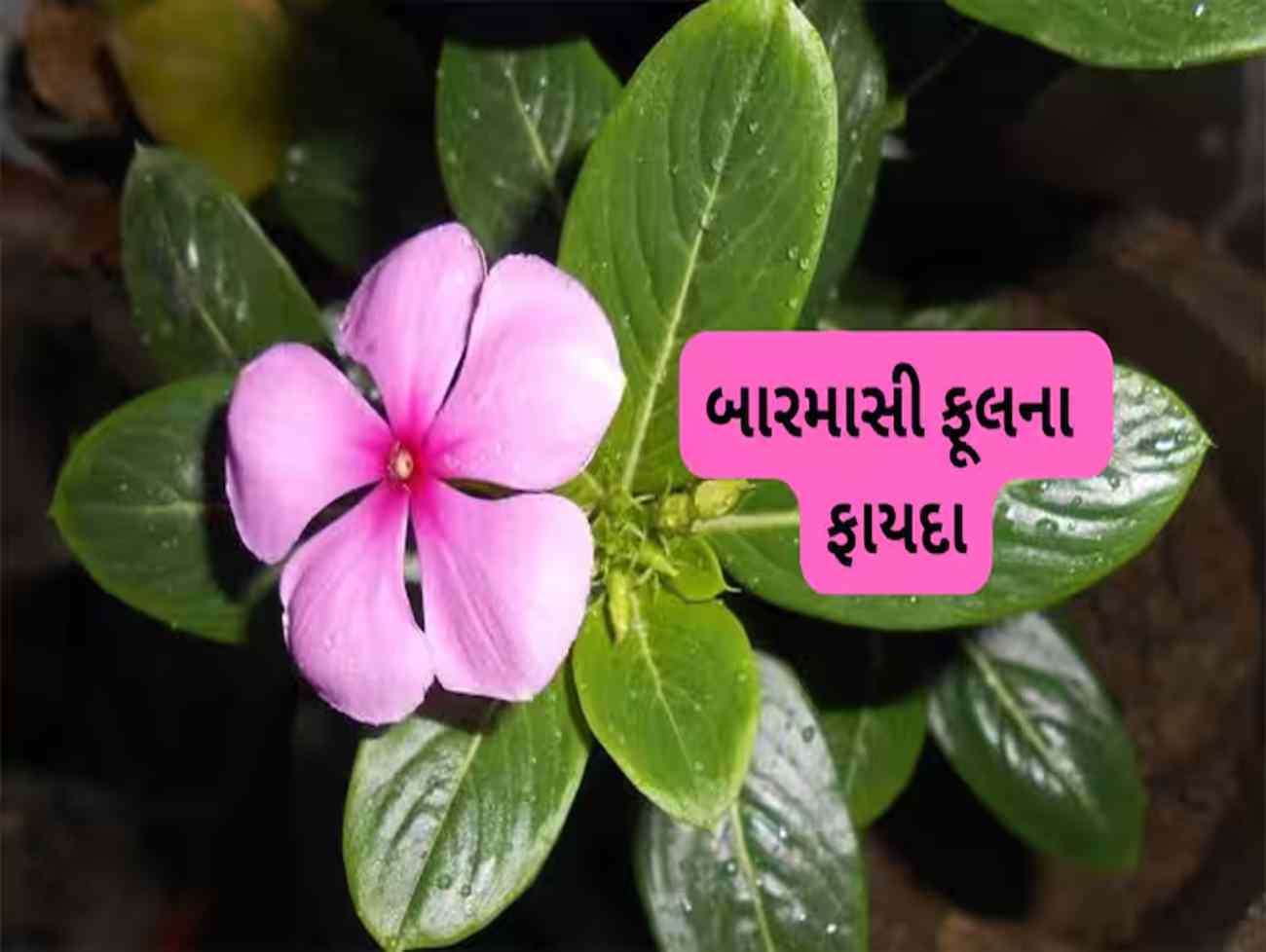 આયુષ મંત્રાલયે જણાવેલા બારમાસીના ફૂલના ફાયદા વિશે જાણો, 3 ગંભીર સમસ્યામાં આ ફૂલ દવા જેવું કામ કરે