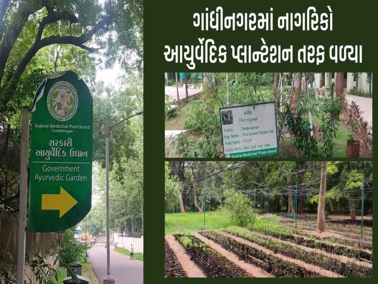 ગાંધીનગરના નાગરિકો આયુર્વેદિક પ્લાન્ટેશન તરફ વળ્યાં, પાટનગરમાં સરકારી નર્સરીમાંથી 50 હજારથી વધુ રોપાનું મફત વિતરણ