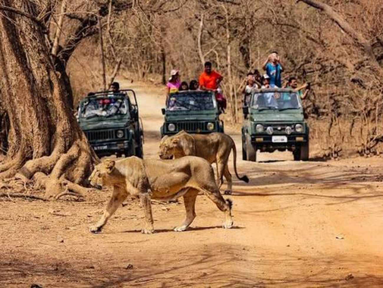 Sasan Gir Jungle Safari : ગીર જવાનું પ્લાનિંગ છે? તો પહેલાં જાણી લો આ સમાચાર, 12 દિવસનું બુકિંગ ફુલ!